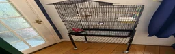 Budgerigars birds for sale: Lovely Male English Budgie for sale  - Advert 7
