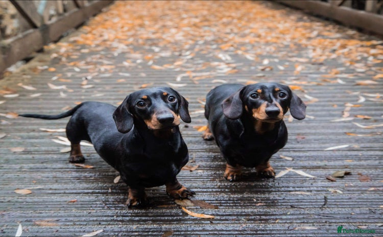 Miniature Dachshund dogs - Advert 1
