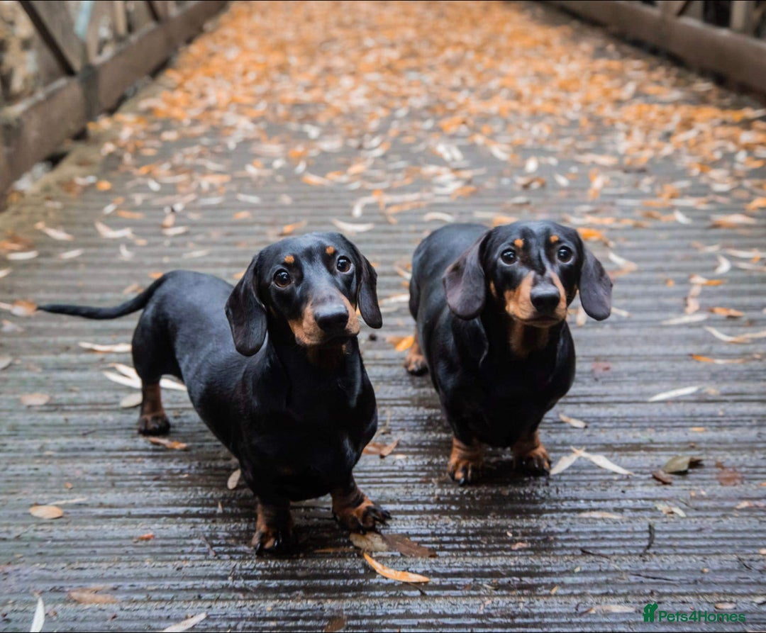 Miniature Dachshund dogs for sale: 2 mini daschunds looking for the perfect home - Image 1