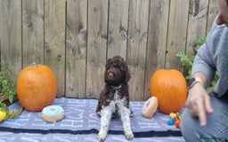 Lagotto Romagnolo dogs for sale: Beautiful Lagotto Romagnolo puppies, KC reg - Image 10