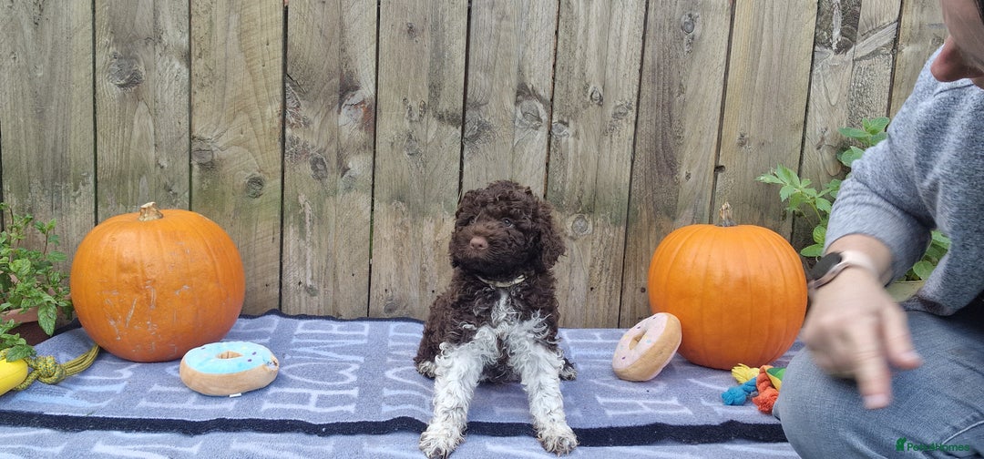 Lagotto Romagnolo dogs for sale: Beautiful Lagotto Romagnolo puppies, KC reg - Image 10