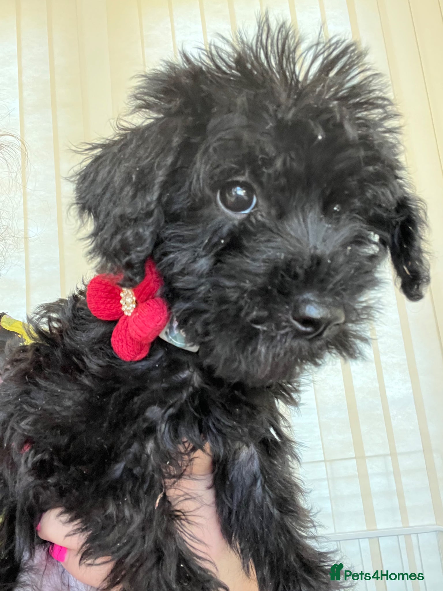 Cavapoo dogs 🐶🐾Adorable Cavaschnauzer Pups🐾🐶 - Advert 11