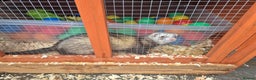 Ferret rodents for sale: 4 x bonded ferrets - Advert 3