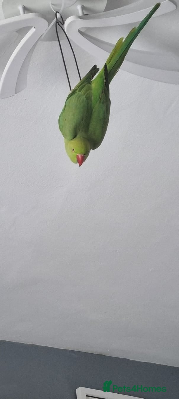 Parrots birds PARROT 🦜 india ring neck boy/girl large cage - Advert 2