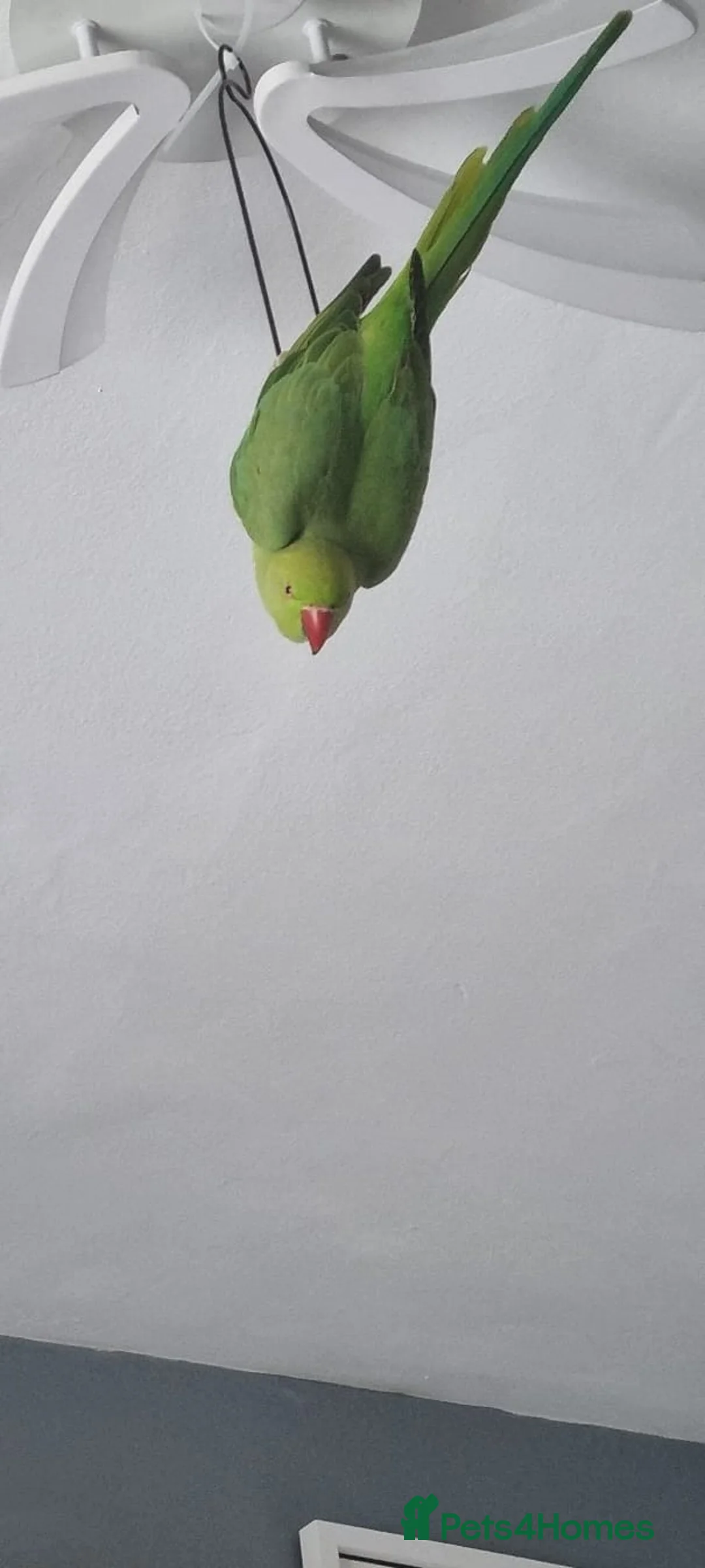 Parrots birds for sale: PARROT 🦜 india ring neck boy/girl large cage - Advert 1