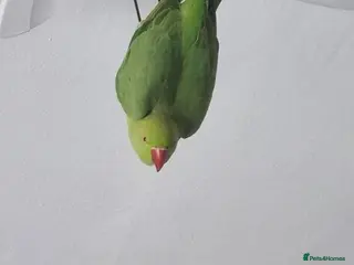 Parrots birds PARROT 🦜 india ring neck boy/girl large cage - Advert 2