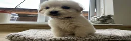 Golden Retriever dogs for sale: Our beautiful golden retriever pups - Advert 3