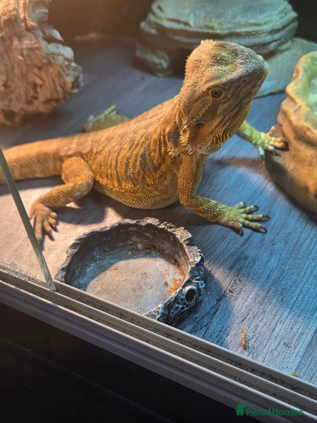 Bearded Dragon reptiles for sale: 3 year old female leather back - Advert 5