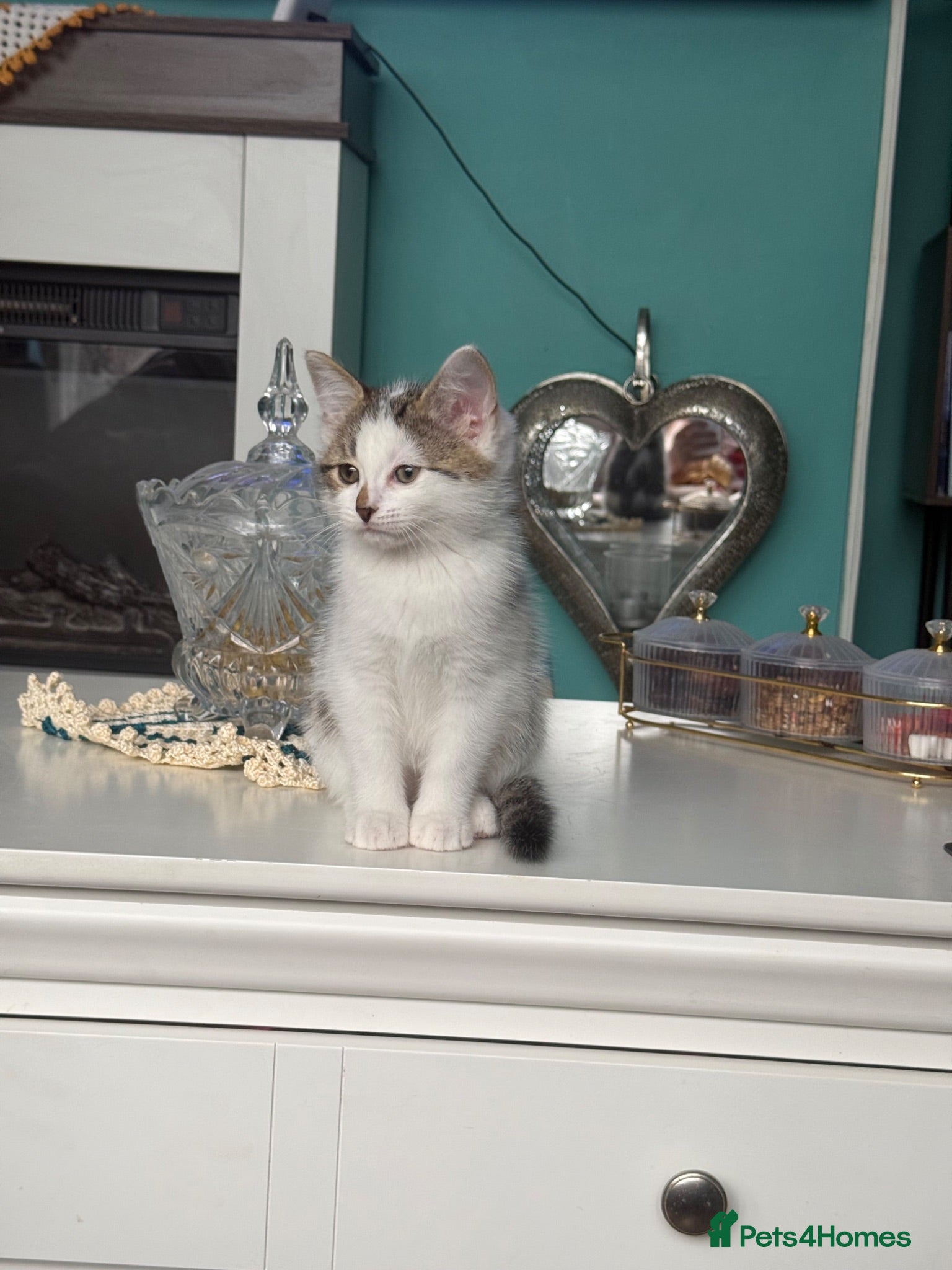 Mixed Breed cats Lovely kittens looking for their forever home  - Advert 5