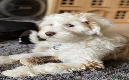 Tibetan Terrier dogs for sale: Beautiful Tibetan Terrier Puppy 9 months old - Image 8