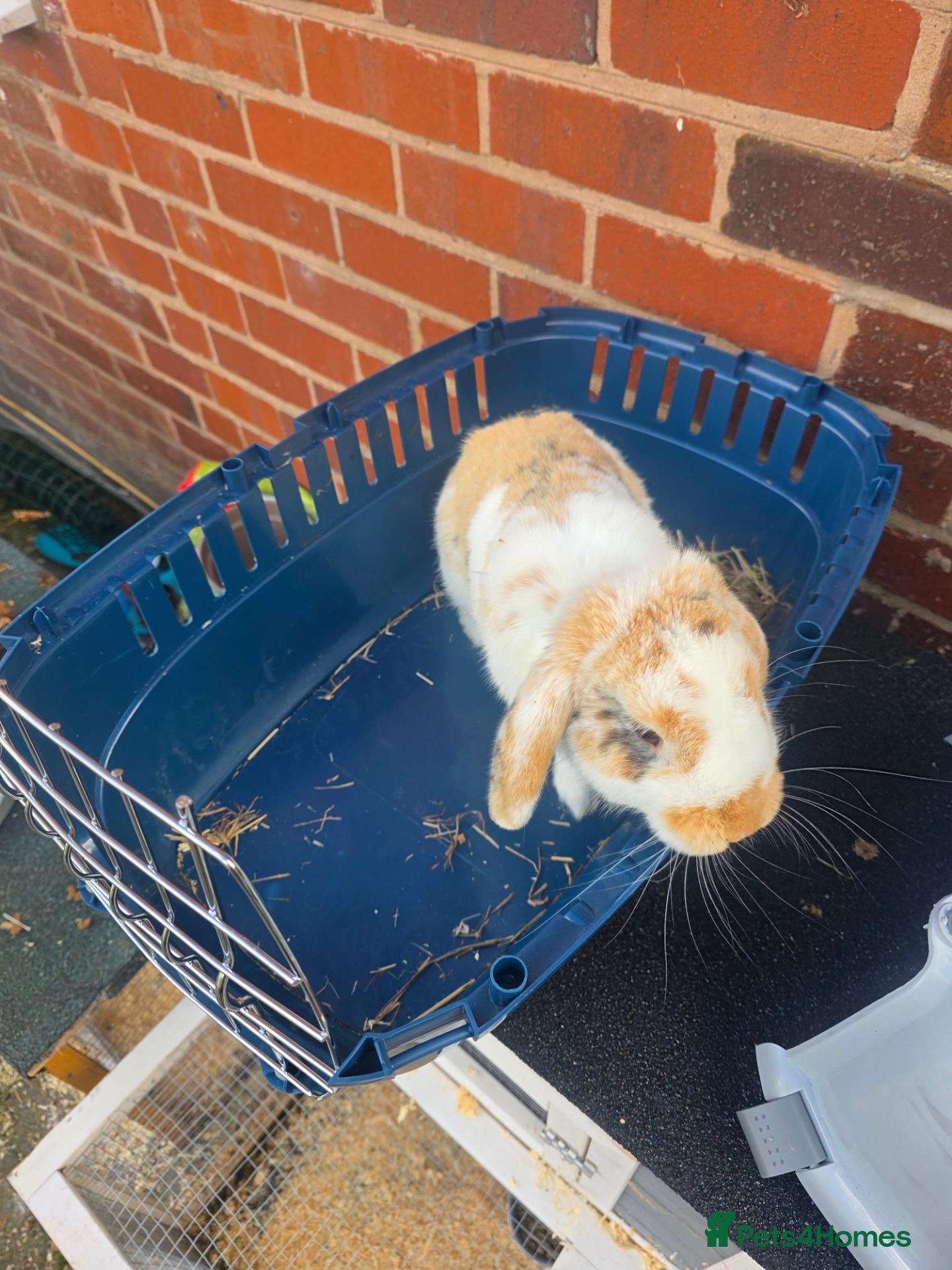 Mini Lion Lop rabbits Bert and Ernie  - Advert 1