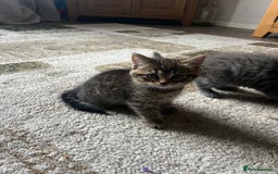 Mixed Breed cats for sale: 1 LH Blue boy 1 SH black & white boy 1 Tabby girl - Image 2
