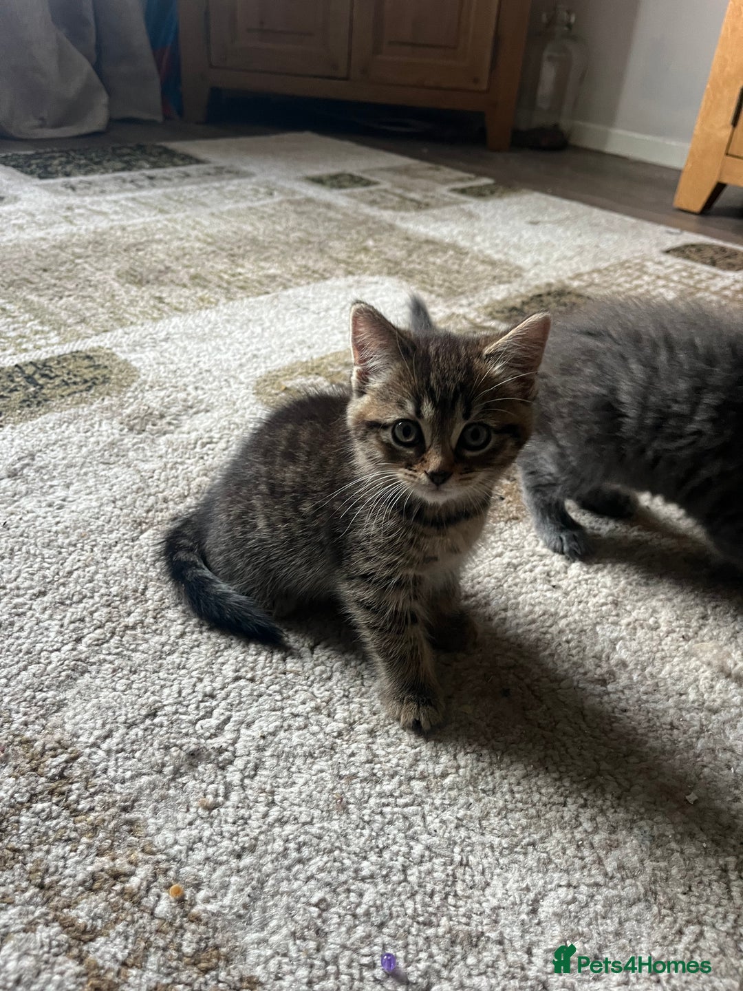 Mixed Breed cats for sale: 1 LH Blue boy 1 SH black & white boy 1 Tabby girl - Image 2