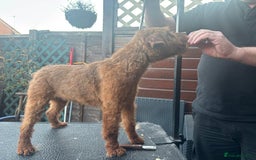 Lakeland Terrier dogs for sale: Red Lakeland Terrier Bitch - Image 6