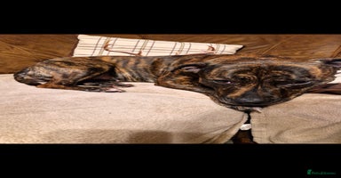 Staffordshire Bull Terrier dogs - Advert 2