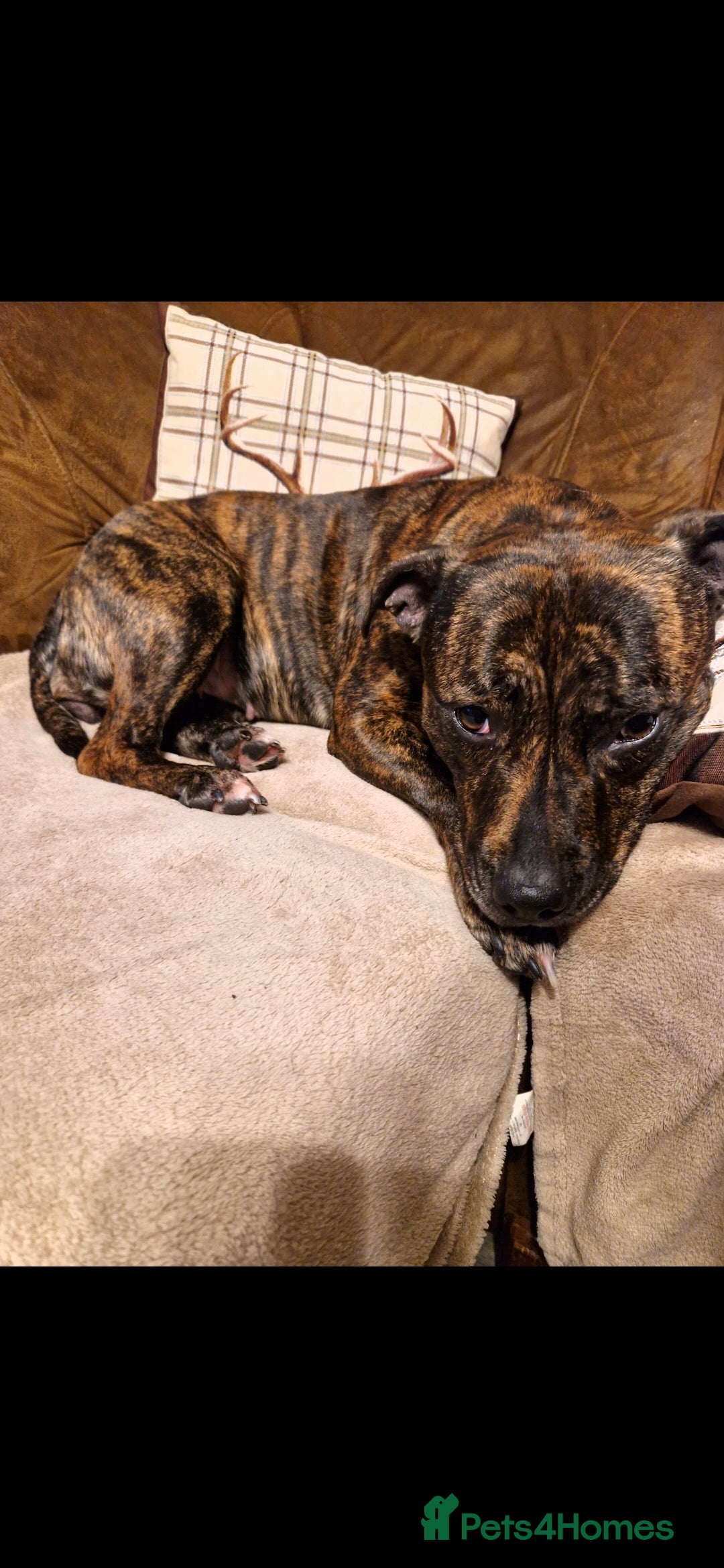 Staffordshire Bull Terrier dogs for sale: Red blue brindle Puppys Staffordshire bull terier  - Advert 5