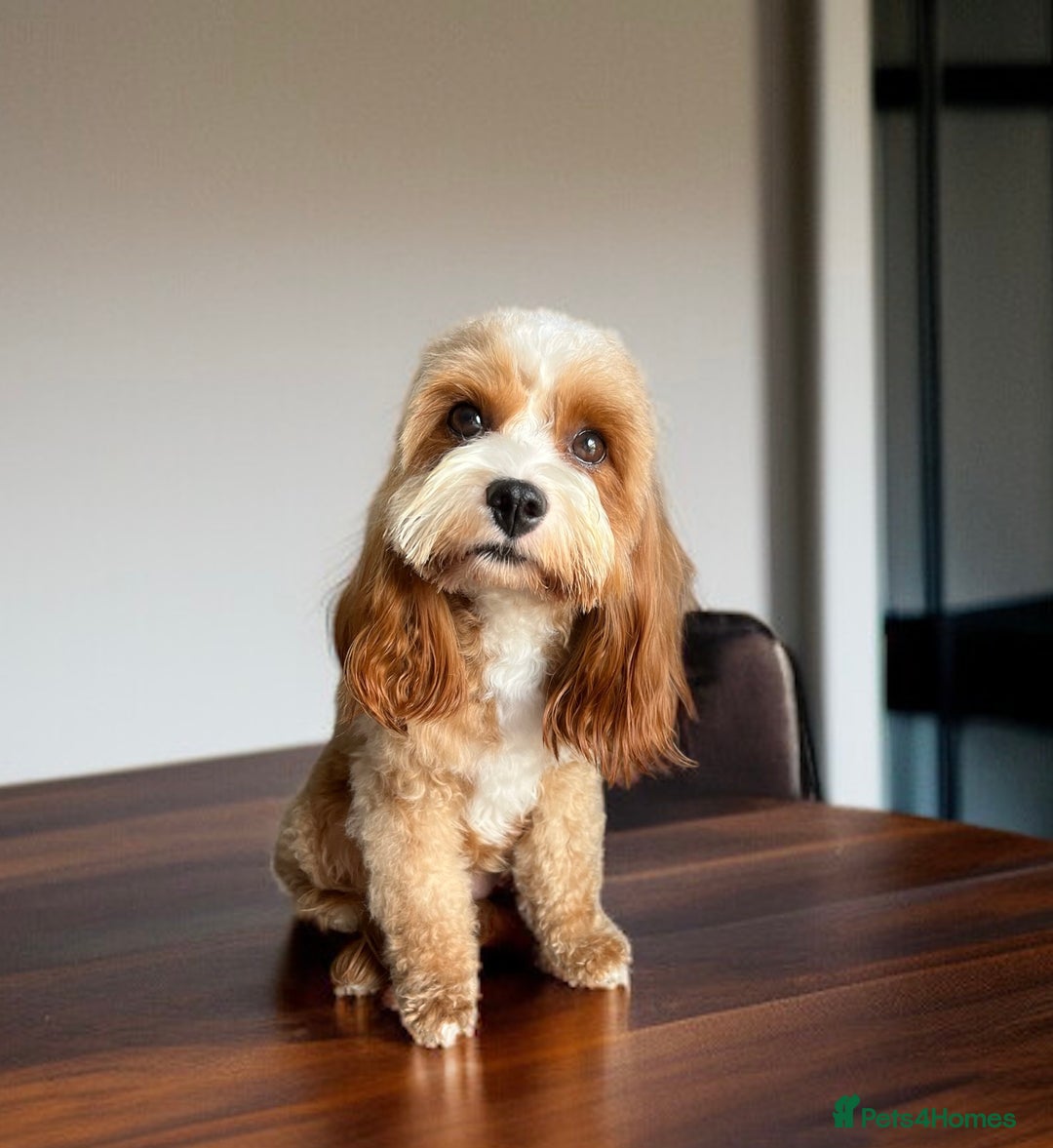Maltipoo dogs for sale: Stunning Malticavapoo puppies NORTH STAFFORDSHIRE - Image 31
