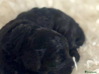 Cavapoo dogs Extensively health tested F1 cavapoo babies - Advert 16