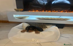 Cocker Spaniel dogs for sale: Rainbow litter cocker spaniel puppies  - Advert 13