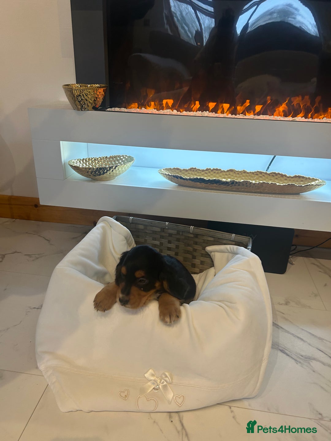 Cocker Spaniel dogs for sale: Rainbow litter cocker spaniel puppies  - Advert 13