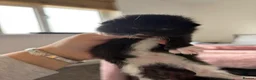 Mixed Breed cats for sale: Kittens  - Advert 9