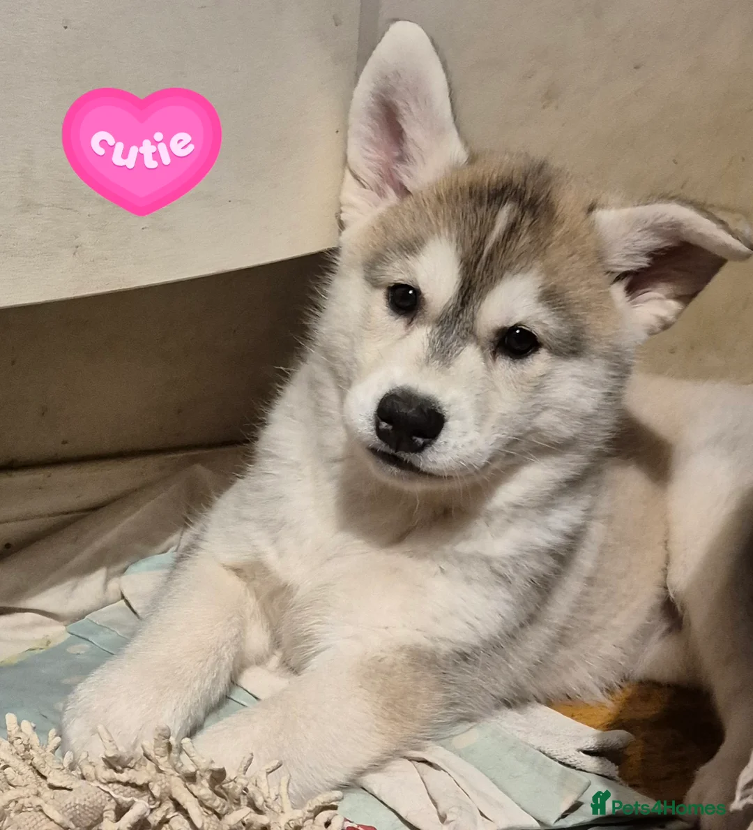 Siberian Husky dogs for sale: Fluffy & Smart Siberian Huskies 2 girls left - Advert 11