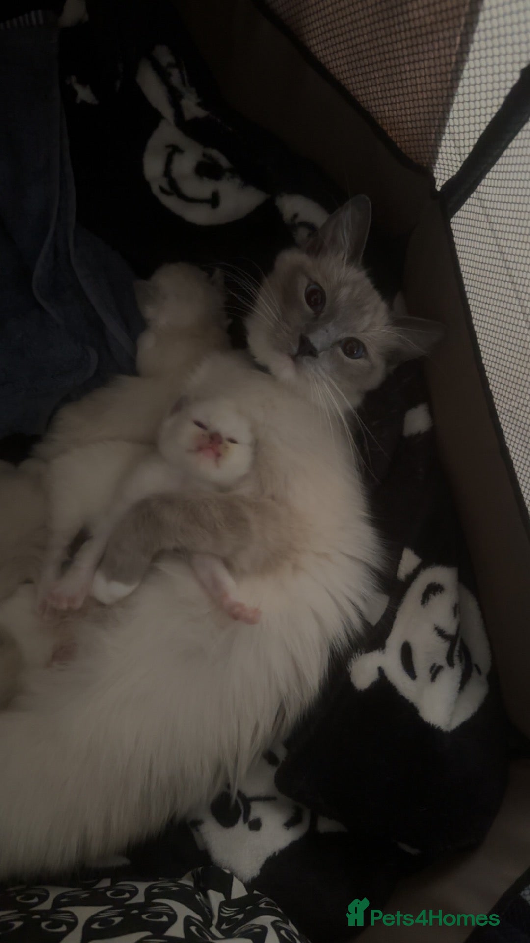 Ragdoll cats 🐾3 beautiful ragdoll boy kittens for sale💙 - Advert 7