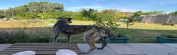 Mixed Breed dogs for sale: Lovely sweet Sam for adoption in Worthing - Advert 4