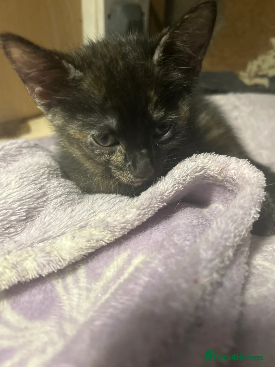 Mixed Breed cats for sale: Beautiful mixed breed kittens in Rotherham - Advert 2