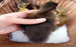 Ducks poultry for sale: Mixed Color Indian Runner Ducklings - Image 15