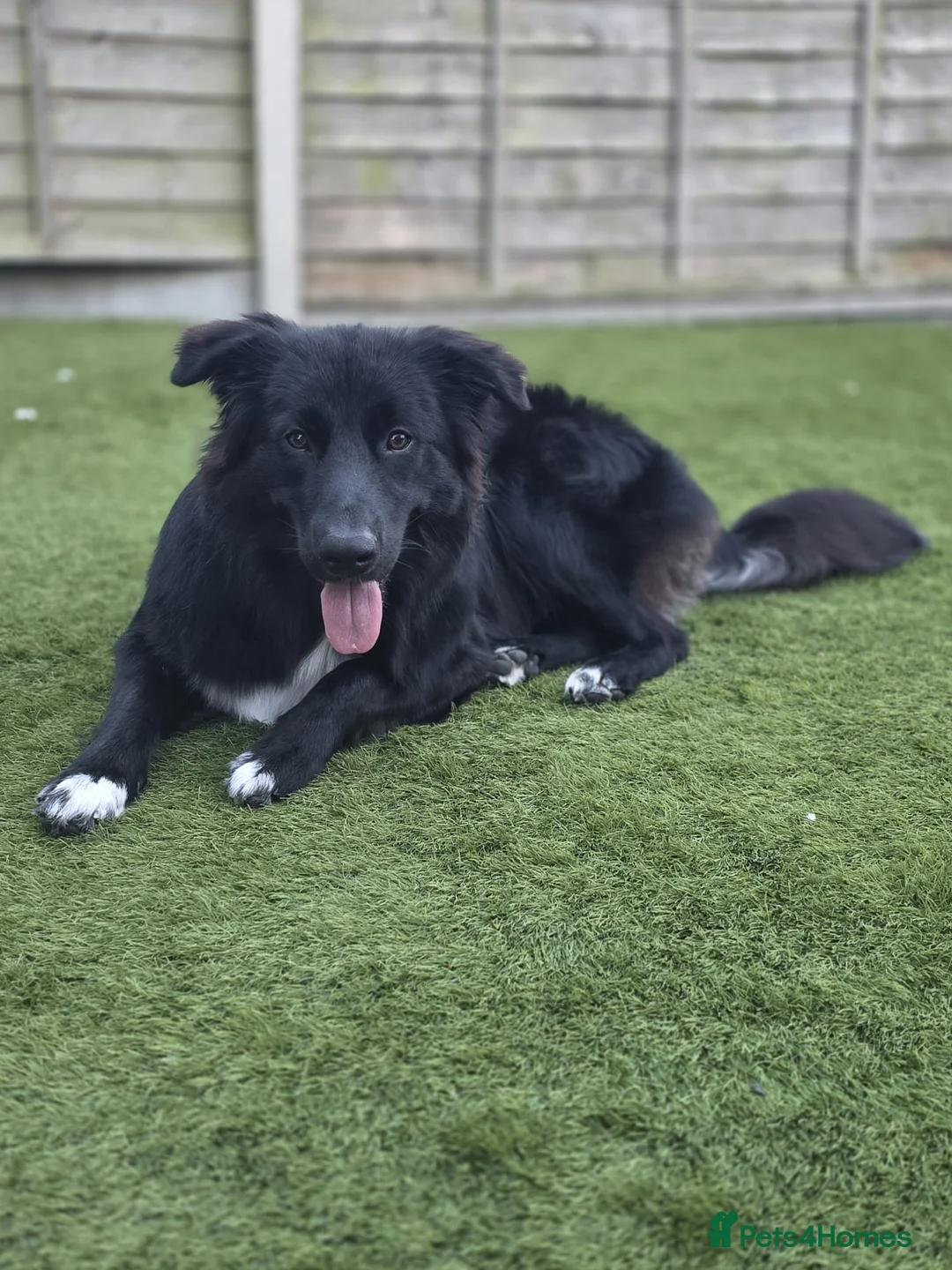 Mixed Breed dogs for sale: Border collie x German shepherd for rehoming  in Sheerness - Advert 5