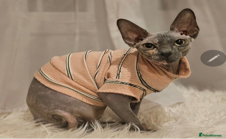 Sphynx cats - Advert 1