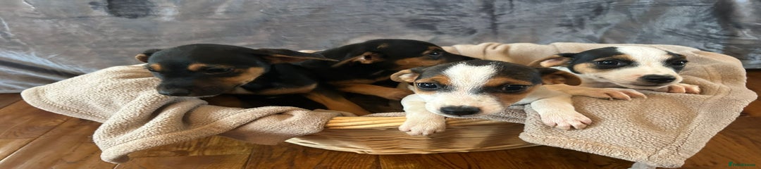 Jack Russell Puppy 3