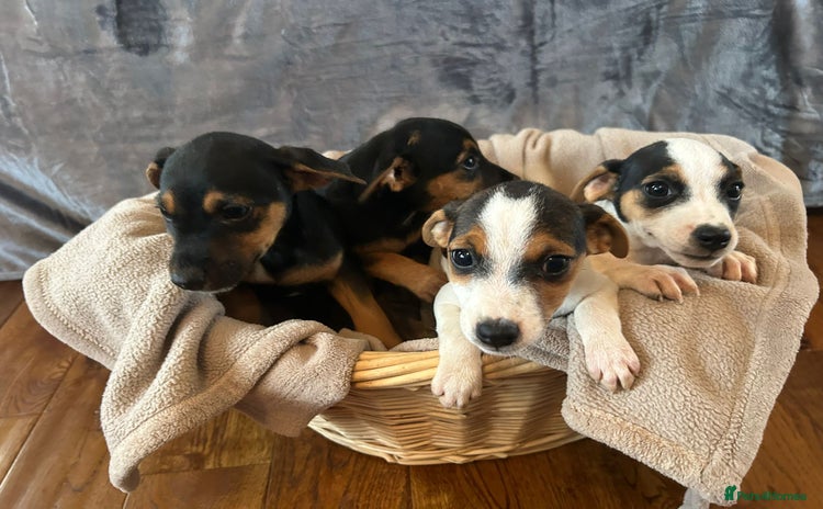 Jack Russell dogs - Advert 4