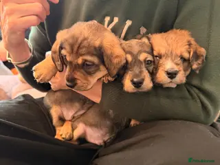 Mixed Breed dogs Miniature dachshund cross cavachons - Advert 1