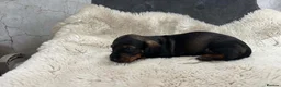 Dachshund dogs for sale: Dachshund puppies for sale  - Advert 23