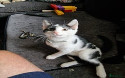 Mixed Breed cats for sale: Bengal x Domestic short hair Kittens - Image 14