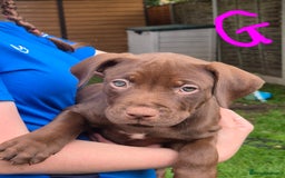 American Bully dogs for sale: American Bully Pups for sale - Image 31