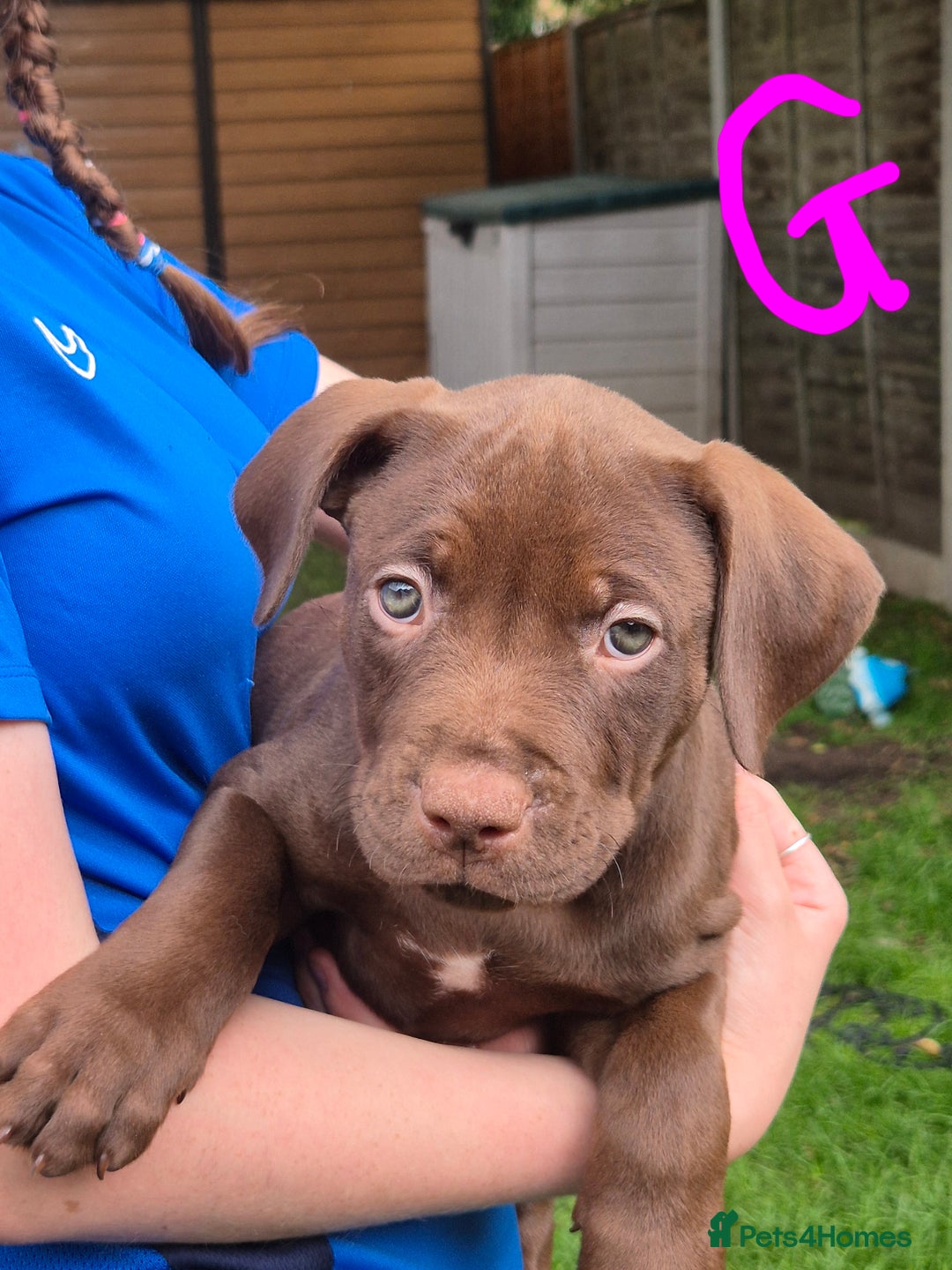 American Bully dogs for sale: American Bully Pups for sale - Image 31