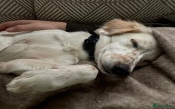 Mixed Breed dogs for adoption: Roo (Spaniel/Setter mix) - Image 11