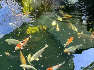 Koi Carp fish Koi carp - Advert 1