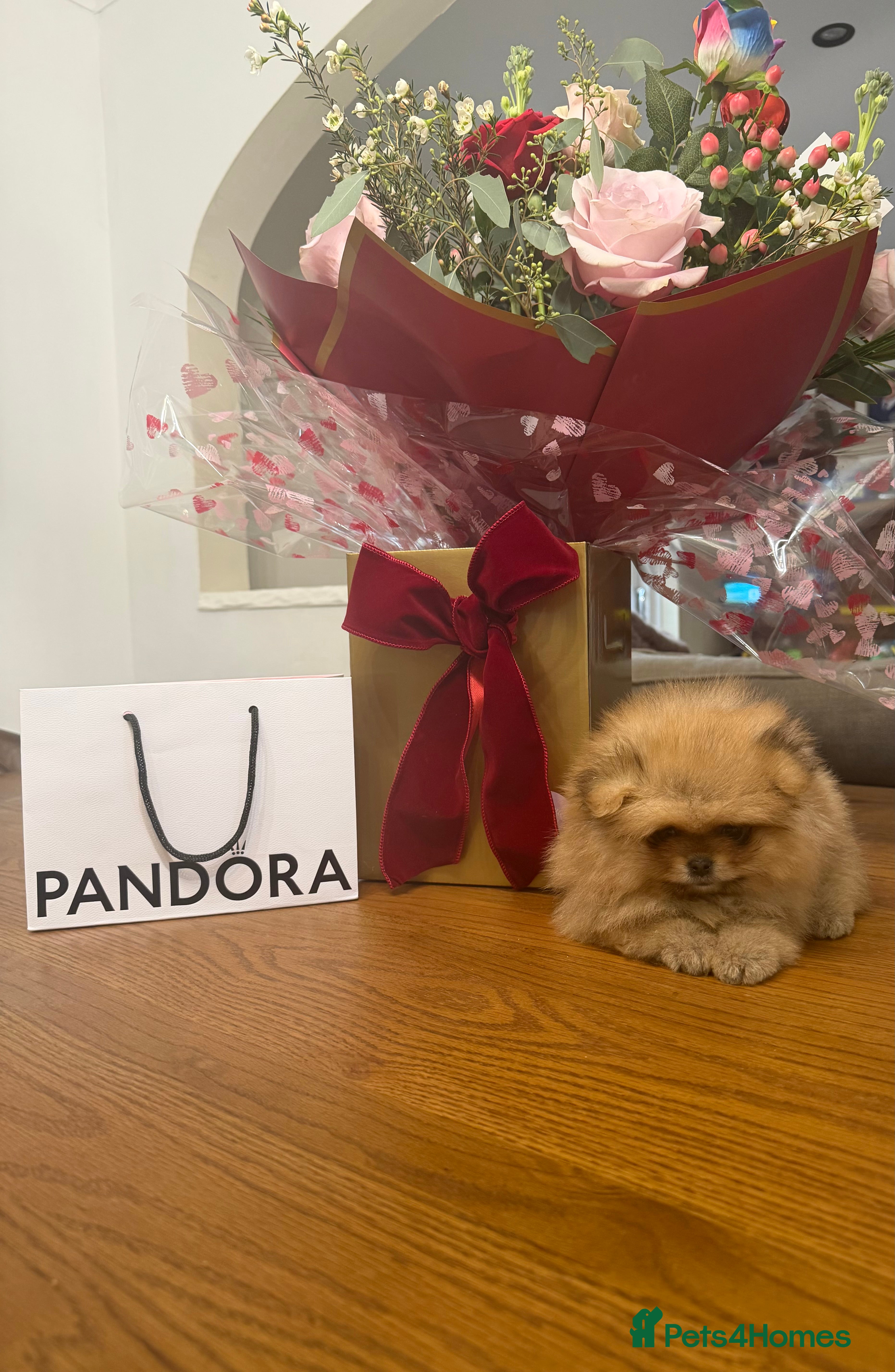 Pomeranian dogs Teddy bear faced boy 🐻  - Advert 13