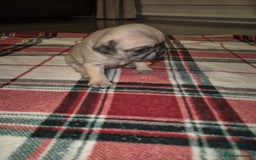 Pug dogs for sale: Pug puppies 🐶  - Image 9