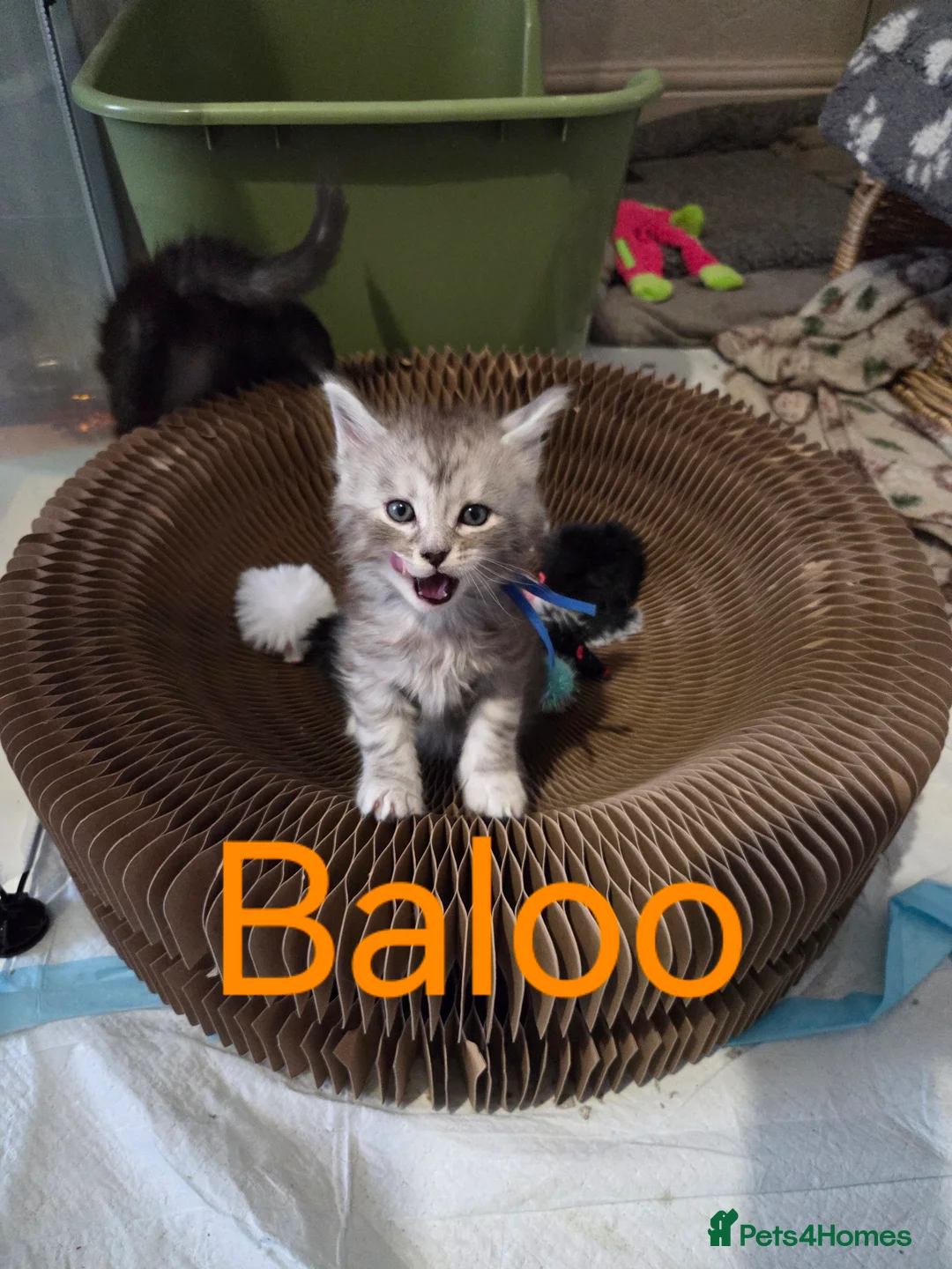 Maine Coon cats for sale: Mainecoons  - Advert 4