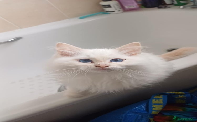 Ragdoll cats - Advert 4