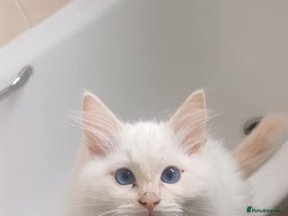 Ragdoll cats - Advert 1