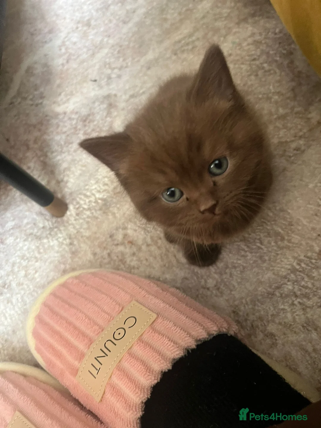 British Shorthair cats for sale: Adorable British Shorthair Kittens for Sale in Lincoln - Advert 24