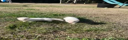 Ferret rodents for sale: 3 Standard Size Working Ferrets For Sale - Advert 9