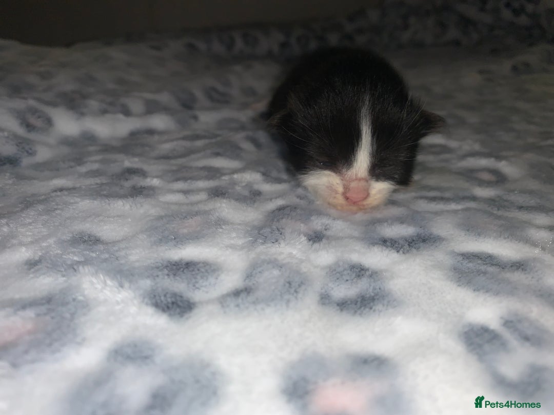 Mixed Breed cats for sale: Bright tabby’s and black kittens  - Advert 13