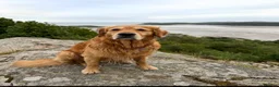 Golden Retriever dogs for stud: Golden retriever stud - Advert 9
